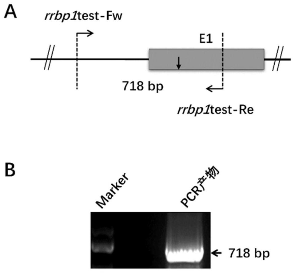 Preparation method and application of a rrbp1 gene knockout tropical clawed frog model