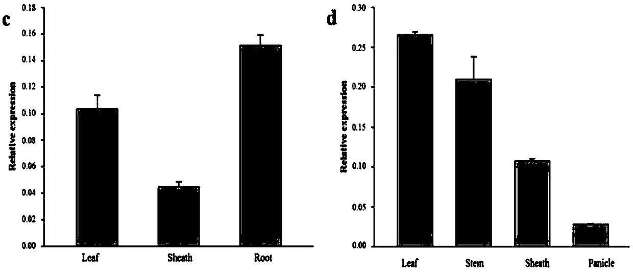 A kind of medicinal wild rice gene oobzip2 and its expression vector and construction method