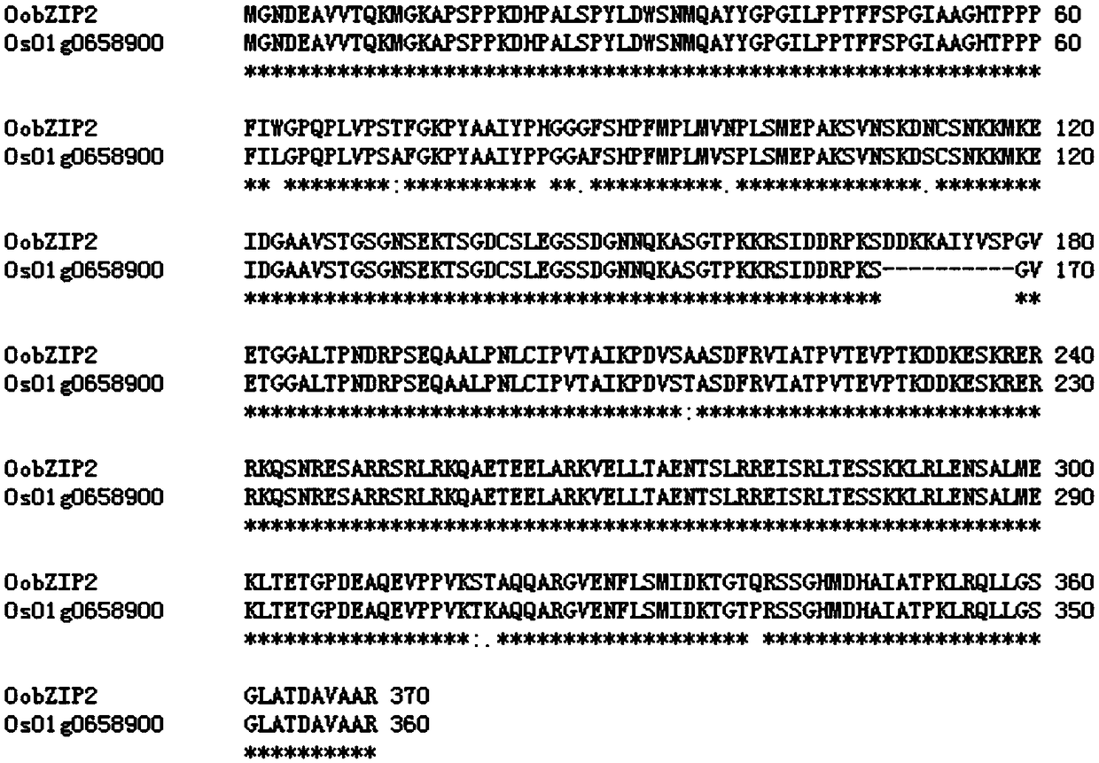 A kind of medicinal wild rice gene oobzip2 and its expression vector and construction method