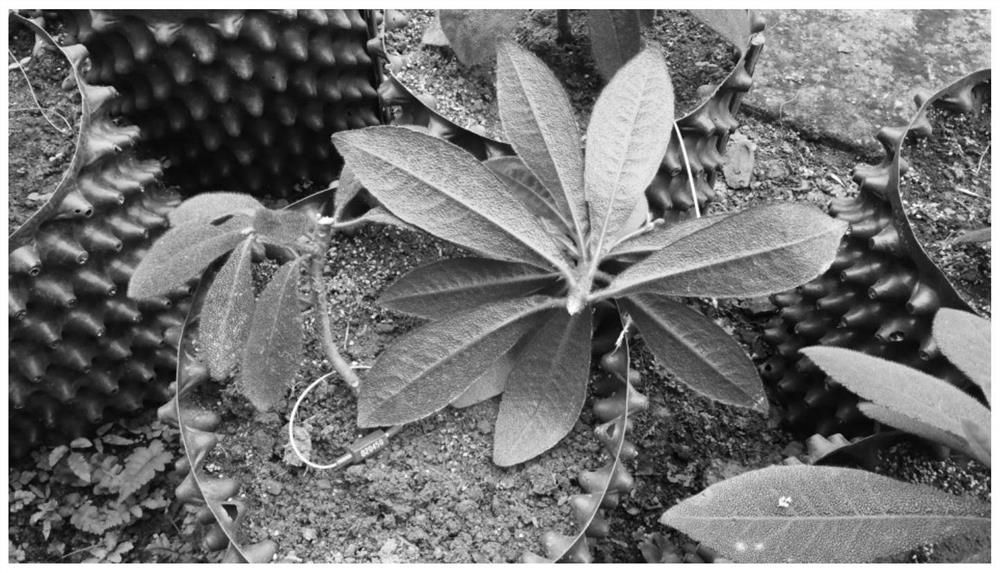 Stem disinfection and proliferation induction method for ardisia mamillata