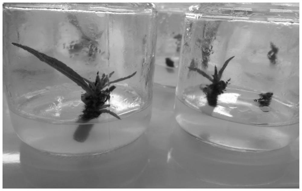 Stem disinfection and proliferation induction method for ardisia mamillata