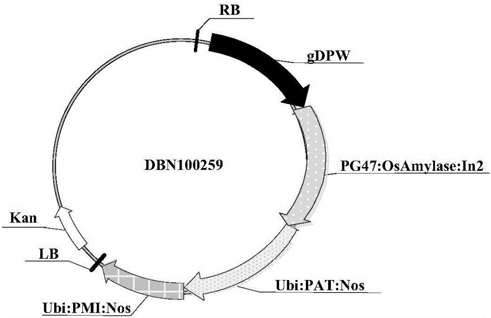 Proteins Affecting Male Fertility, Their Encoding Genes and Their Uses