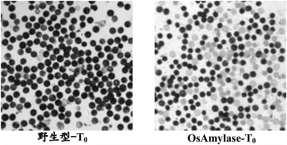 Proteins Affecting Male Fertility, Their Encoding Genes and Their Uses