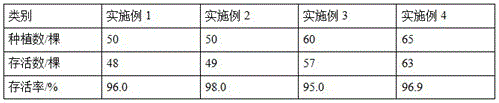 High-yield planting method of dimocarpus longan fruit trees