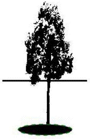 Method using stumping to regenerate and rejuvenate degenerated Elaeagnus angustifolia forest