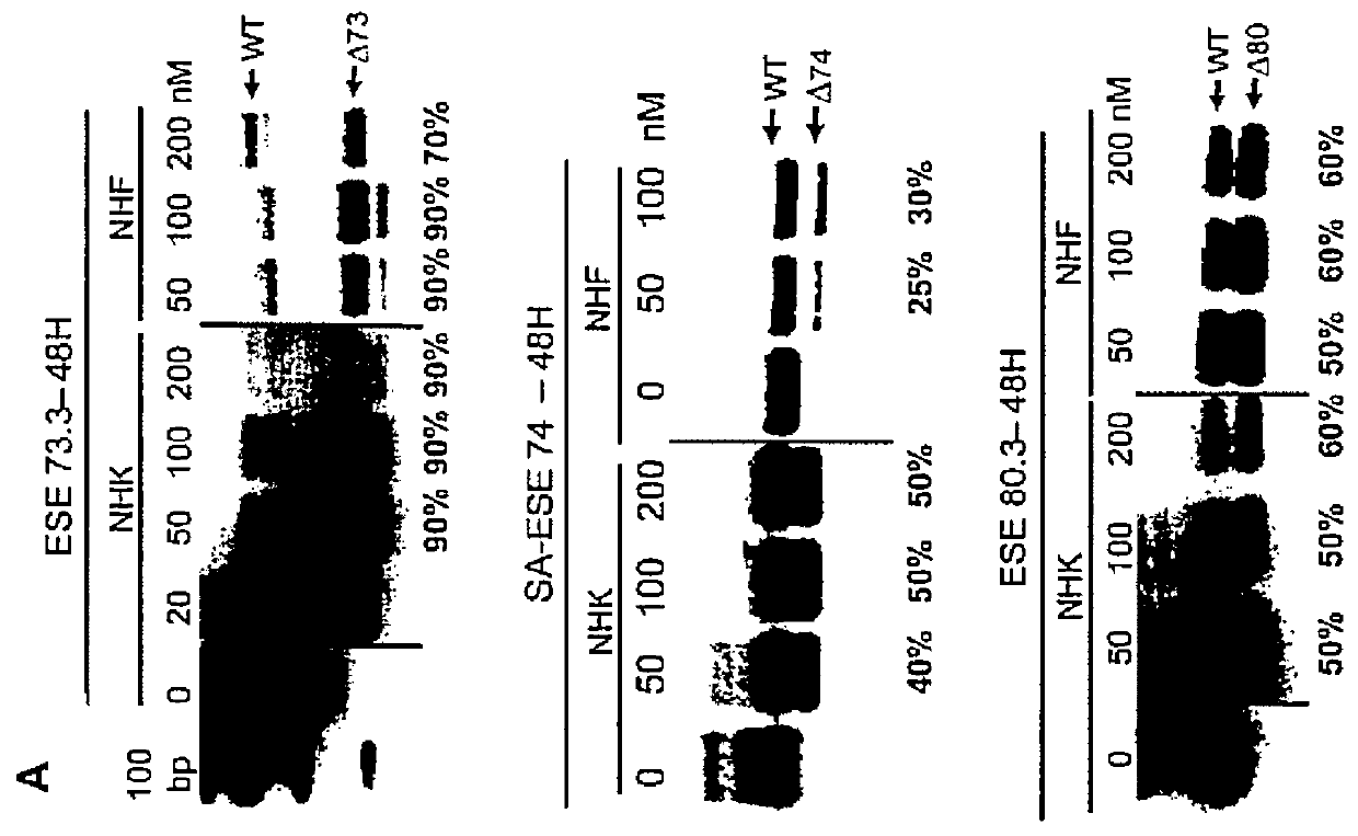 Exon skipping therapy for dystrophic epidermolysis bullosa