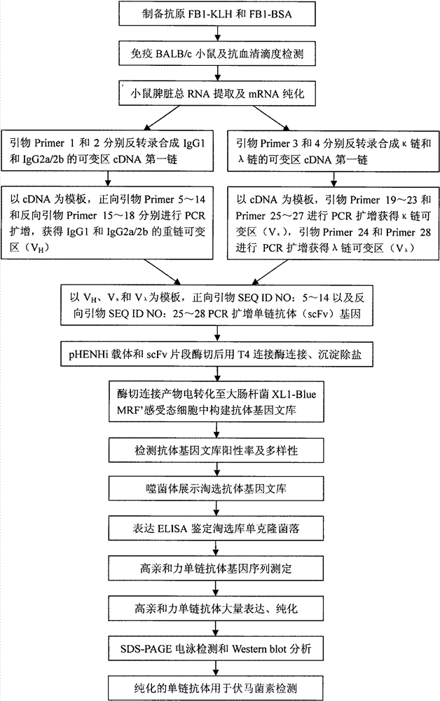 Screening and application of single-chain antibody against fumonisin