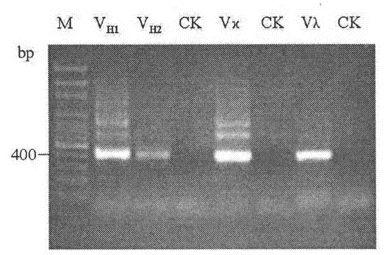 Screening and application of single-chain antibody against fumonisin