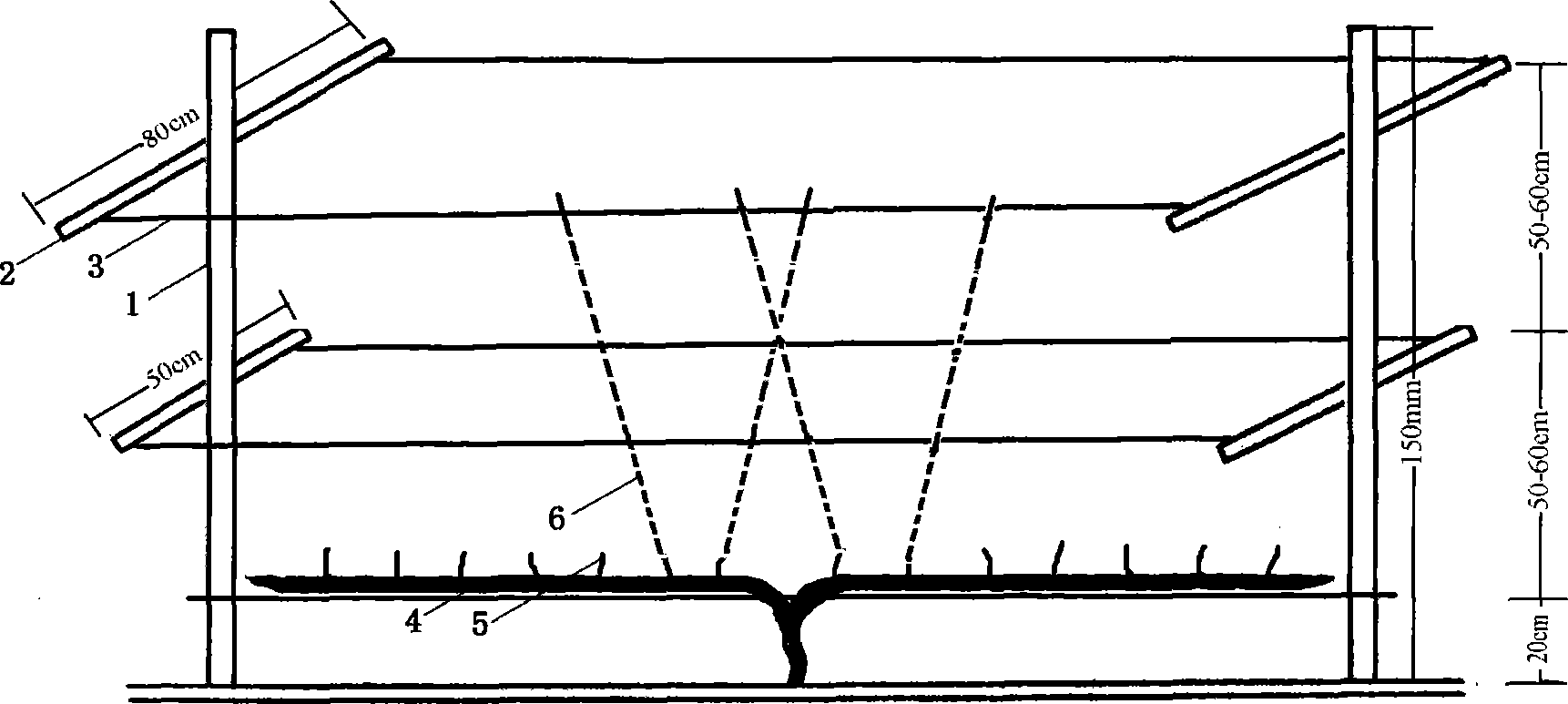 Cultivation method for pruning fig to be in line-shaped tree form