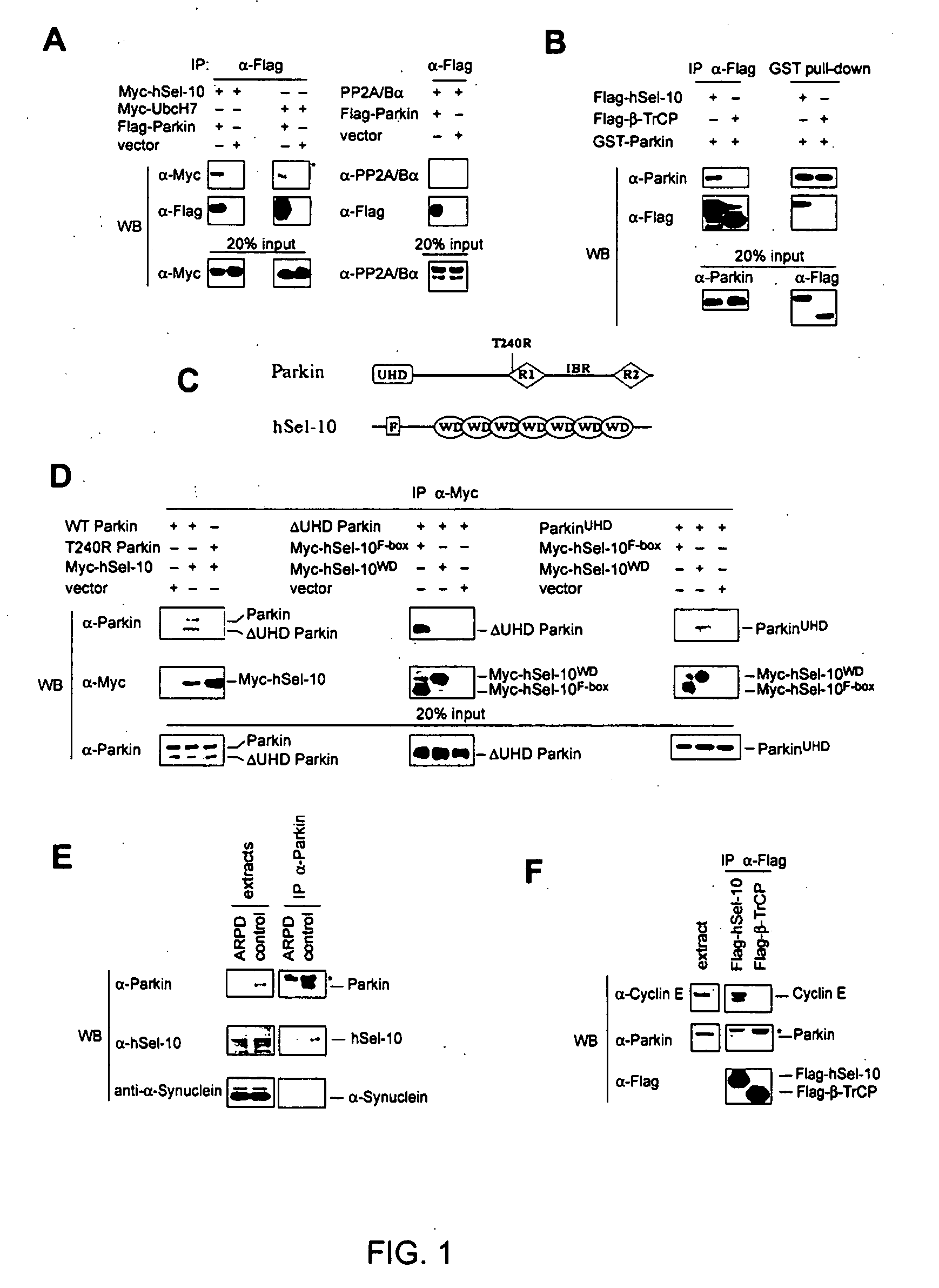 Vector-mediated gene regulation in midbrain dopamine neurons