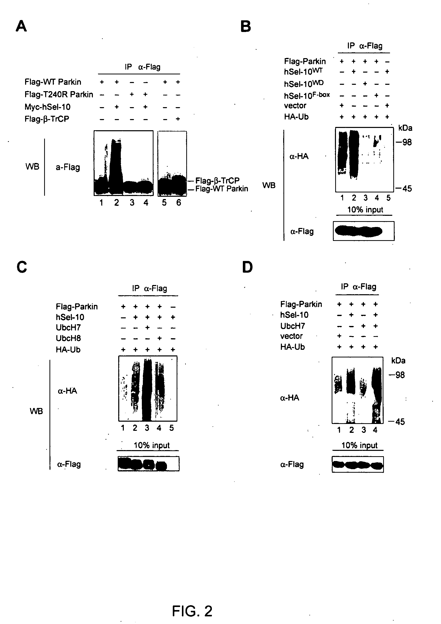 Vector-mediated gene regulation in midbrain dopamine neurons