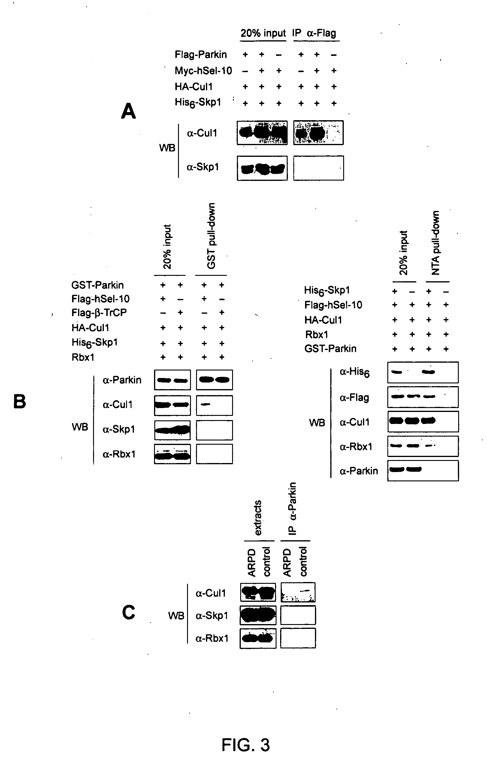 Vector-mediated gene regulation in midbrain dopamine neurons