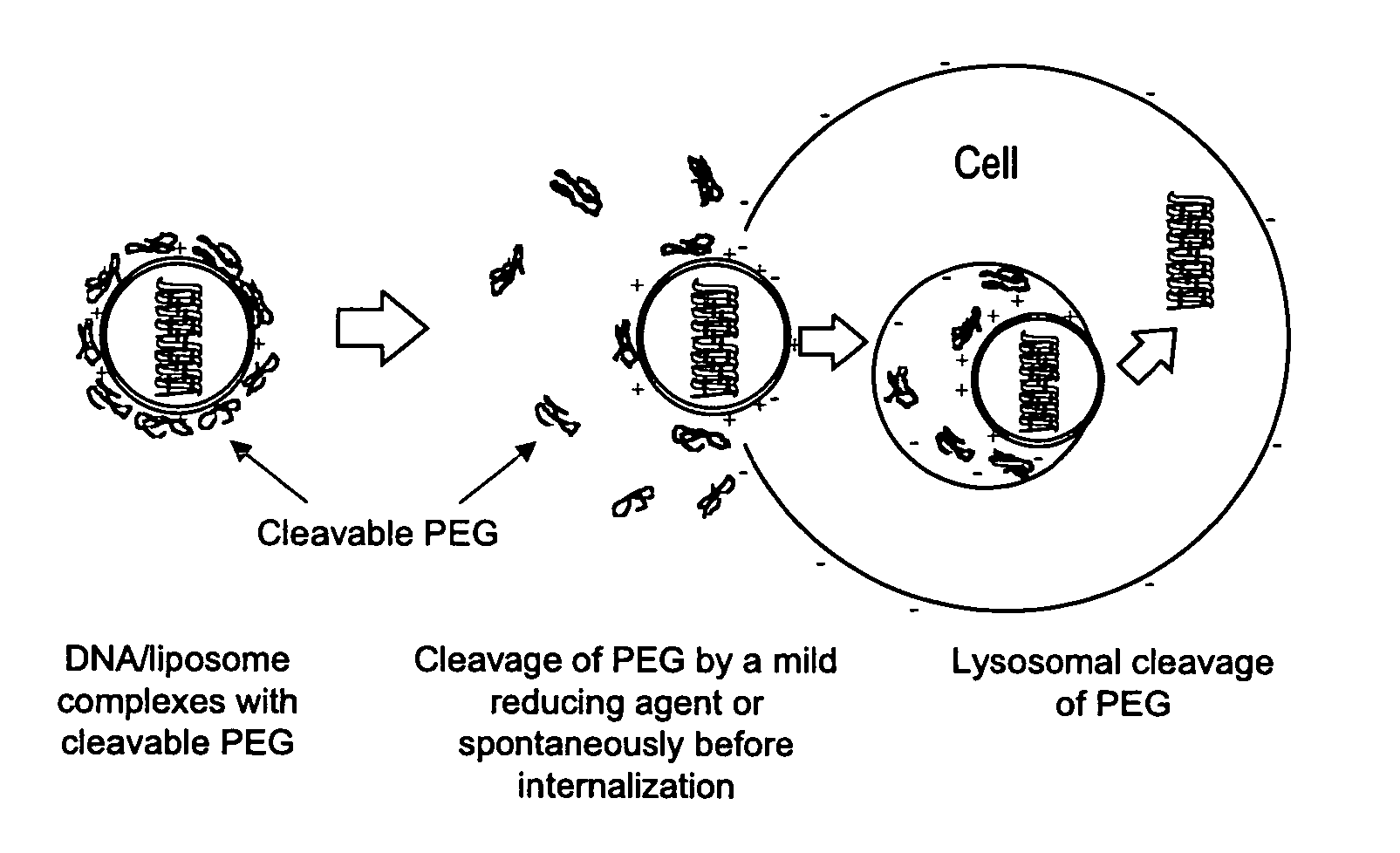 Gene delivery mediated by liposome-DNA complex with cleavable peg surface modification