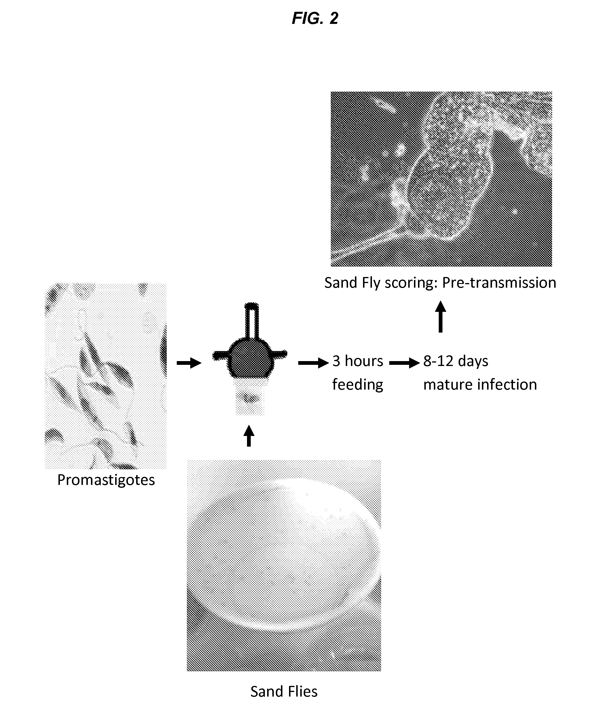 Leishmania Challenge Model