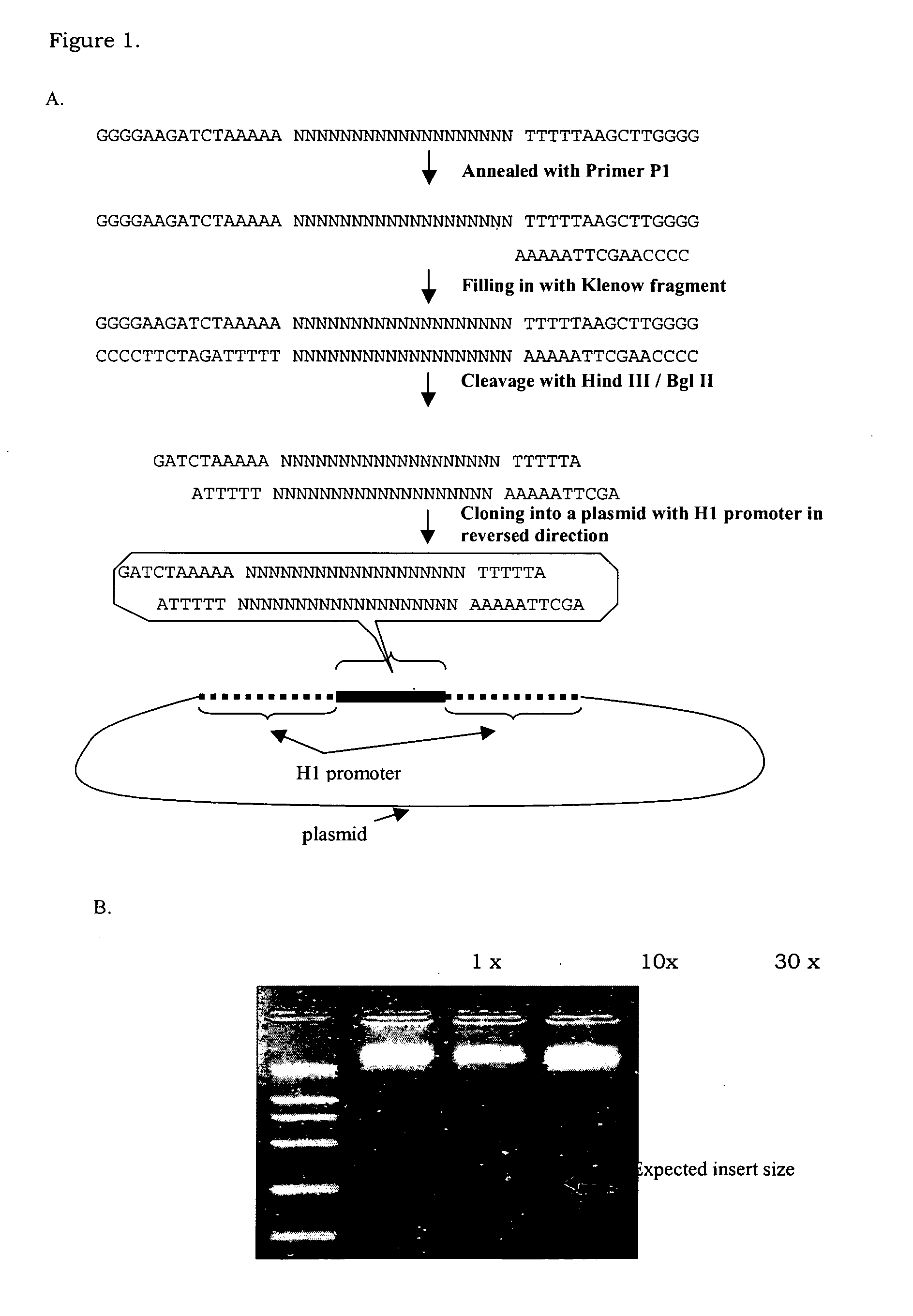 Randomized dna libraries and double-stranded rna libraries, use and method of production thereof