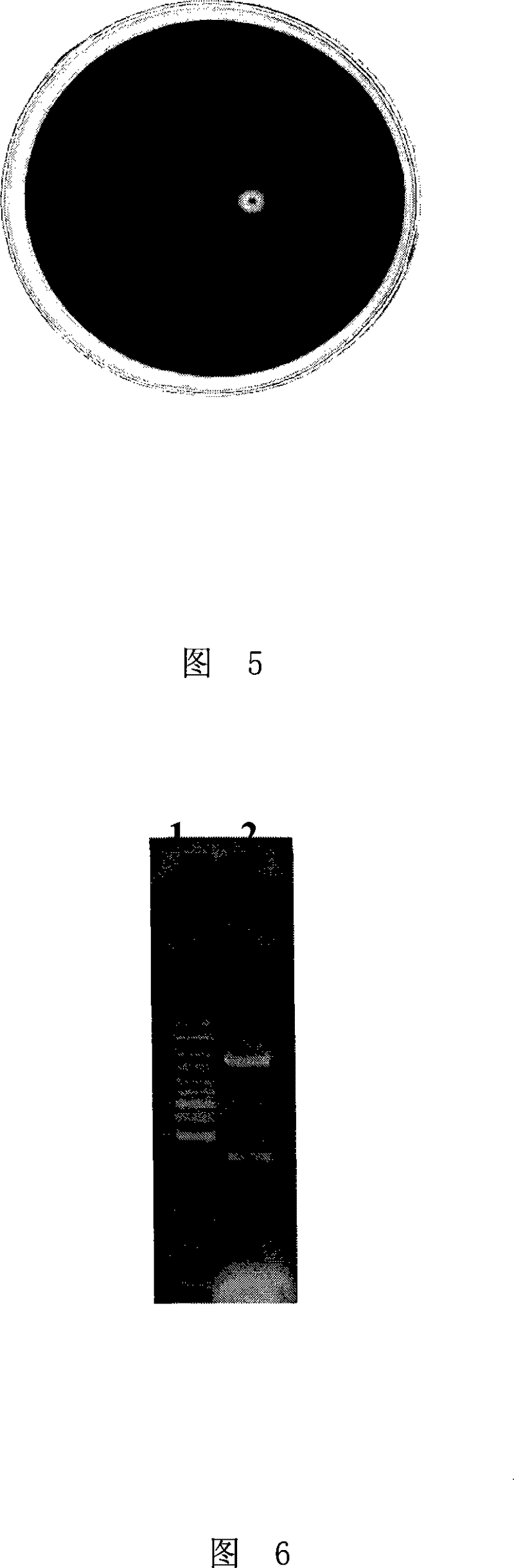 Endoglucanase as well as encoding gene and use thereof