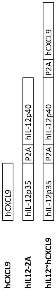 Plasmid constructs for treating cancer and methods of use