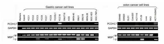 Application of protocadherin (PCDH) 17 genes