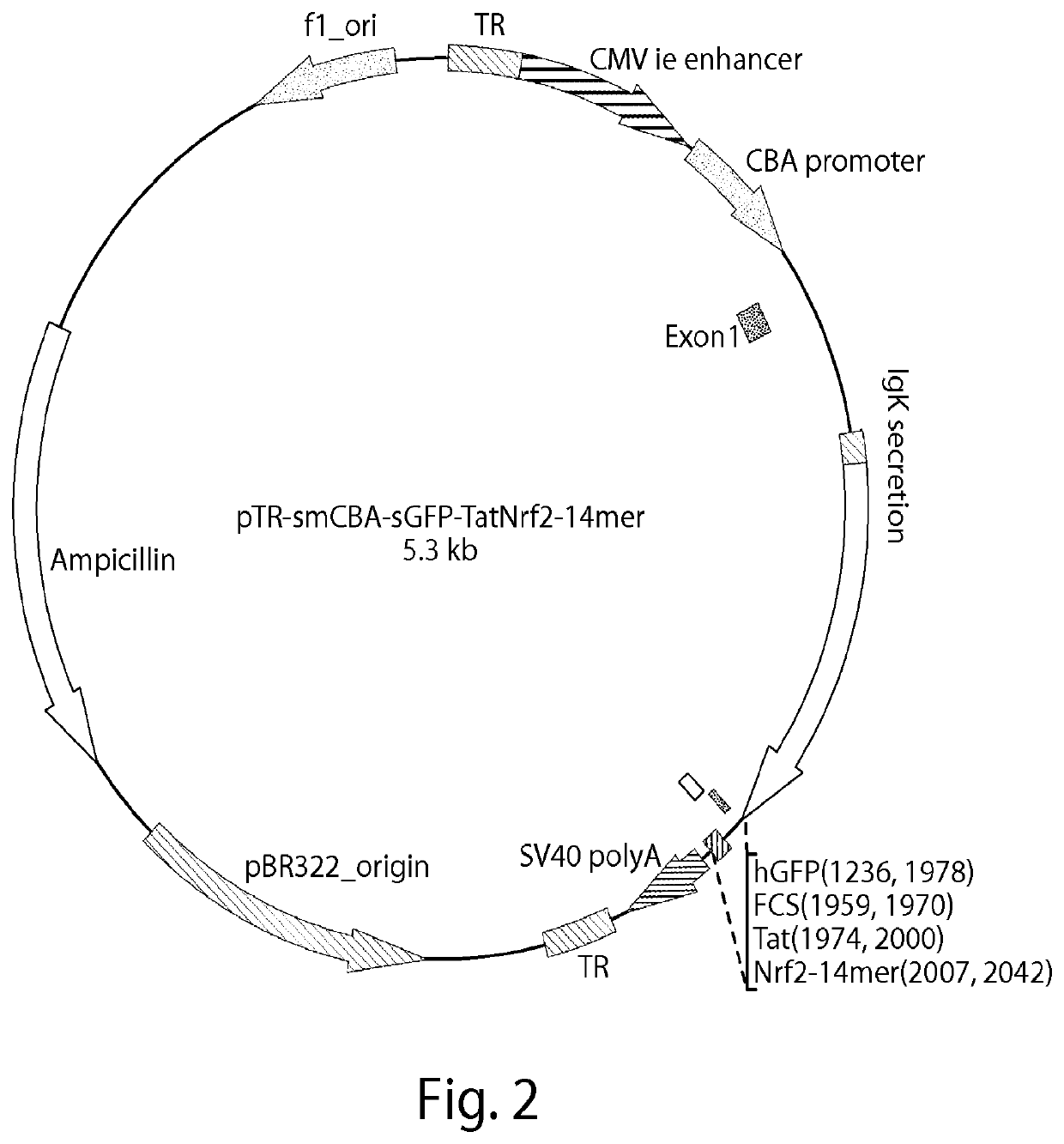 Delivery of Nrf2 as therapy for protection against reactive oxygen species