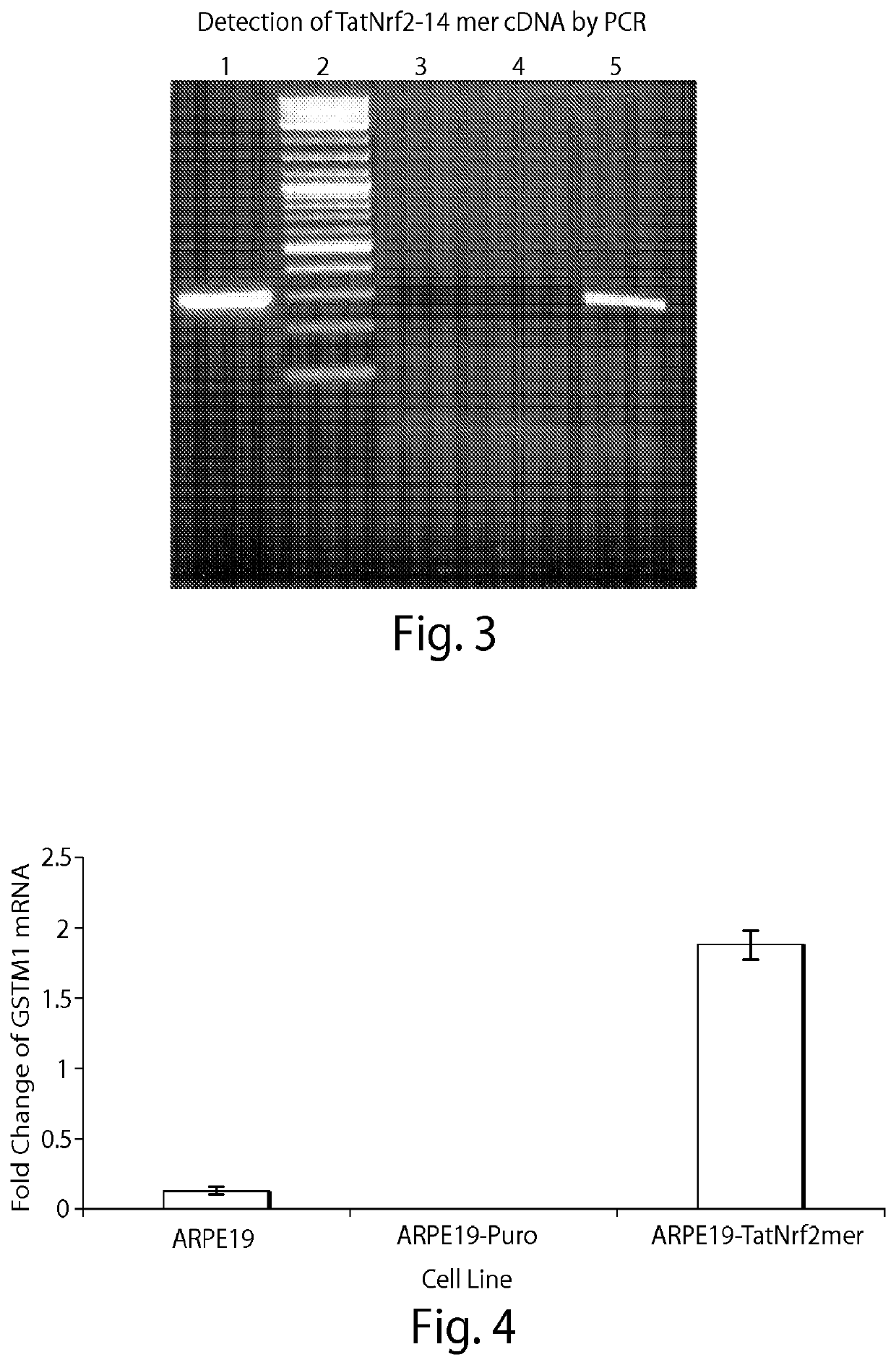 Delivery of Nrf2 as therapy for protection against reactive oxygen species