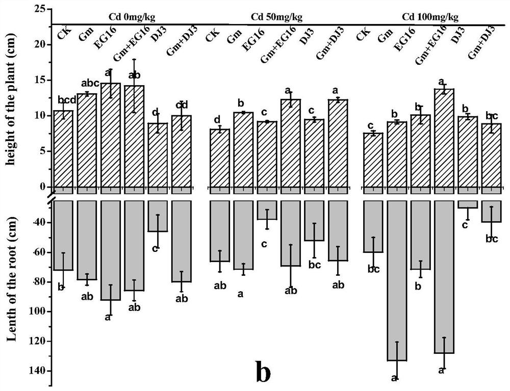 A method to improve tomato cadmium tolerance