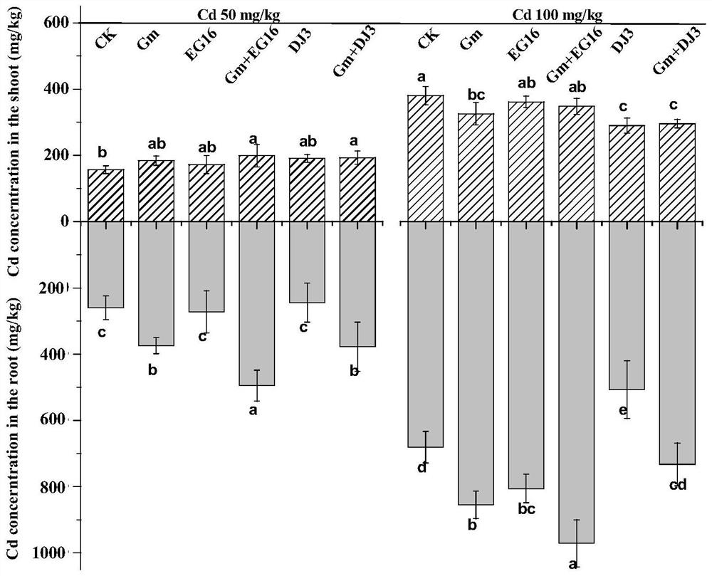 A method to improve tomato cadmium tolerance