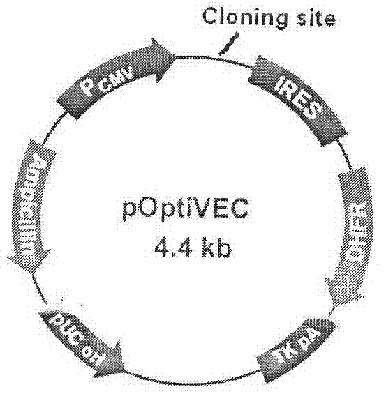 Novel double promoter structural unit