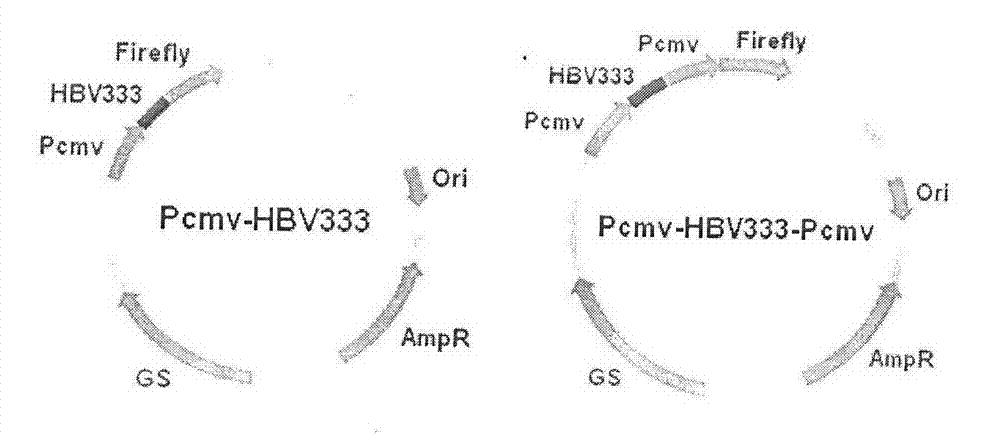 Novel double promoter structural unit