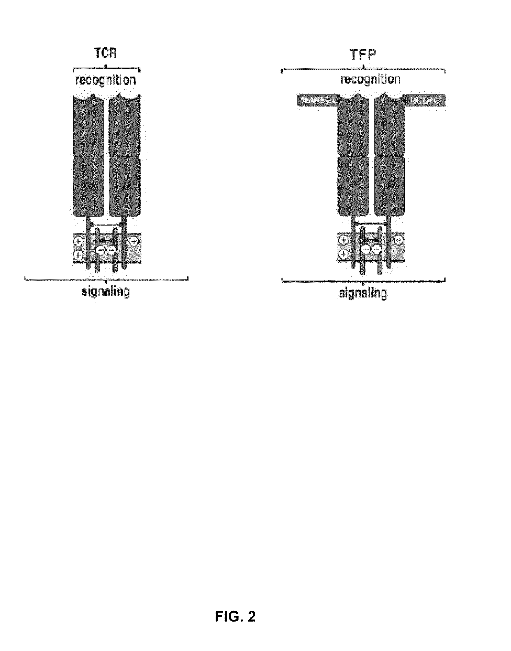 Multiple target t cell receptor