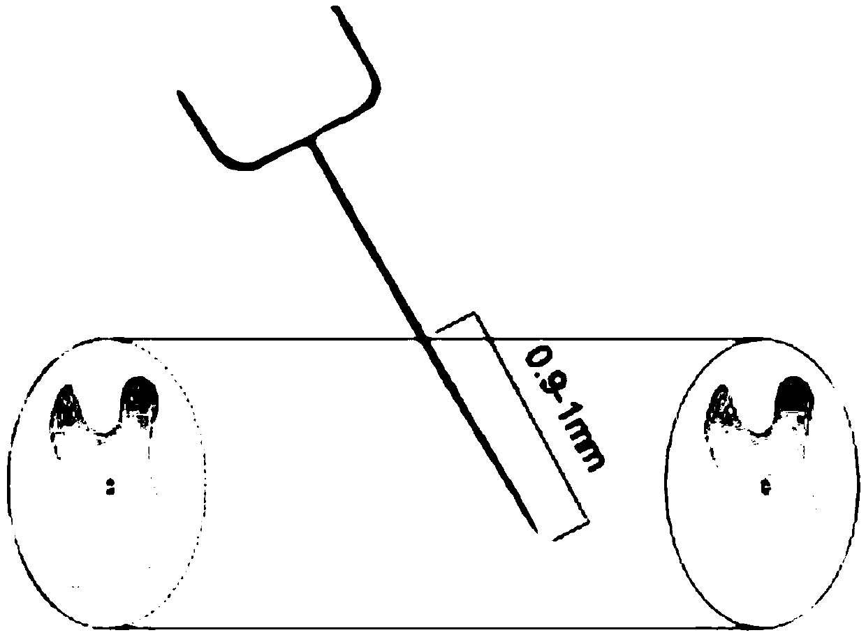 Mouse model for studying axon regeneration of spinal anterior horn motor neurons