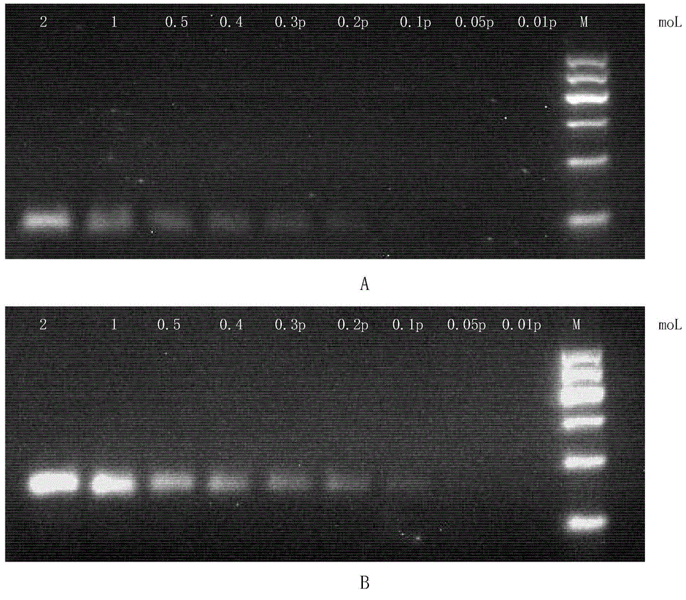 New application of substance for detecting nucleotide at rs1344706 site in ZNF804A gene