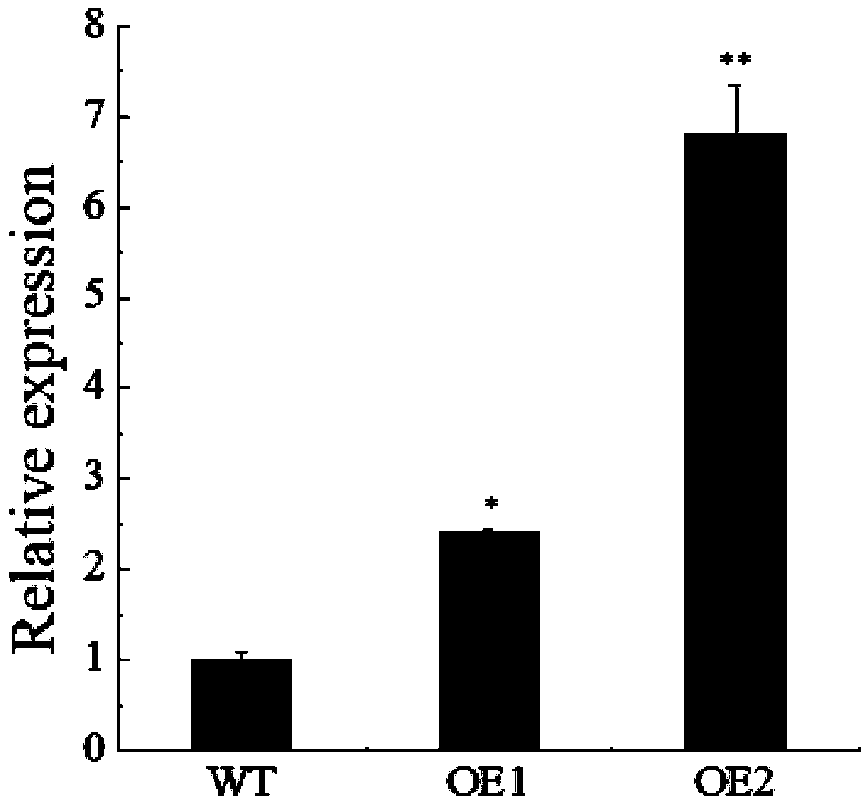 Application of a Cucumber cswrky50 Gene in Enhancing Resistance to Cucumber Downy Mildew