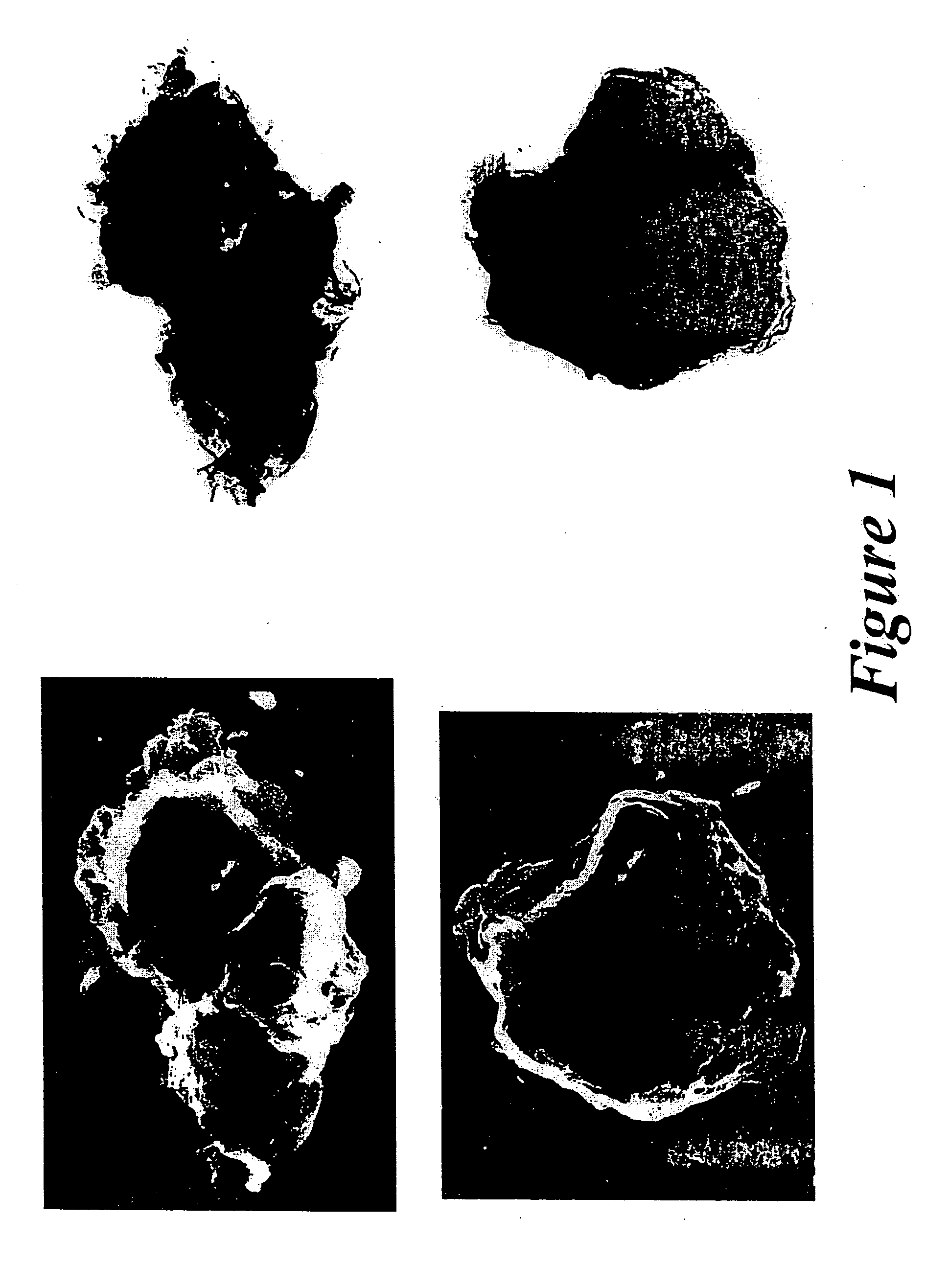 Novel hydrotalcites, syntheses, and uses