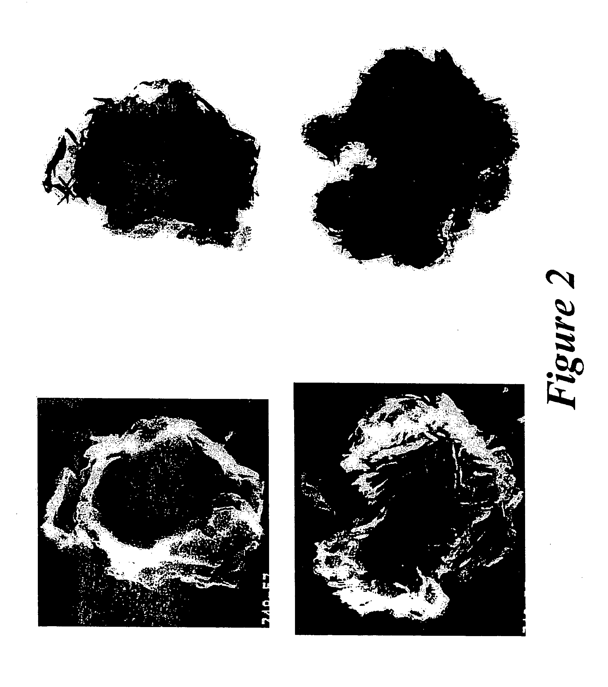 Novel hydrotalcites, syntheses, and uses