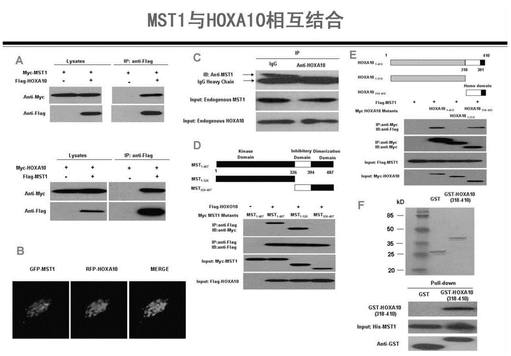 Method for detecting endometrial receptivity through MST1 and phosphorylated MST1