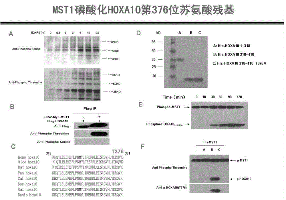 Method for detecting endometrial receptivity through MST1 and phosphorylated MST1