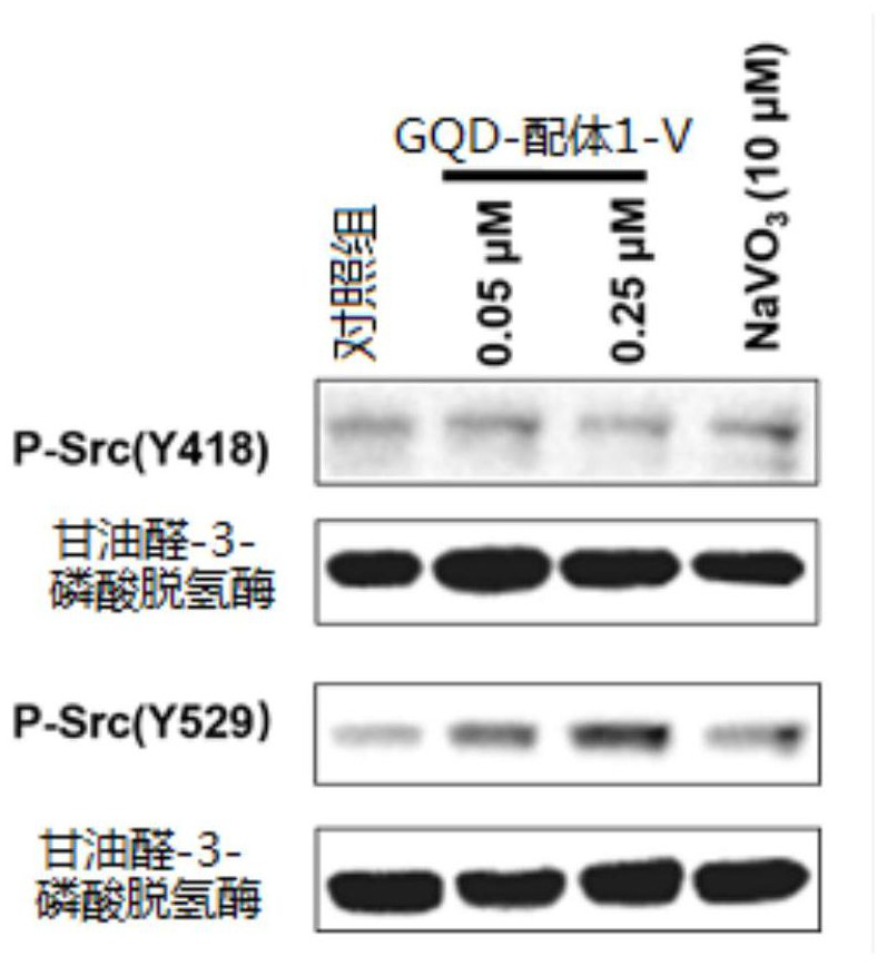 Protein tyrosine phosphatase selective inhibitor, application, preparation method and pharmaceutical composition