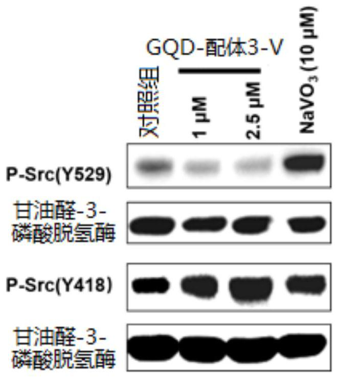 Protein tyrosine phosphatase selective inhibitor, application, preparation method and pharmaceutical composition