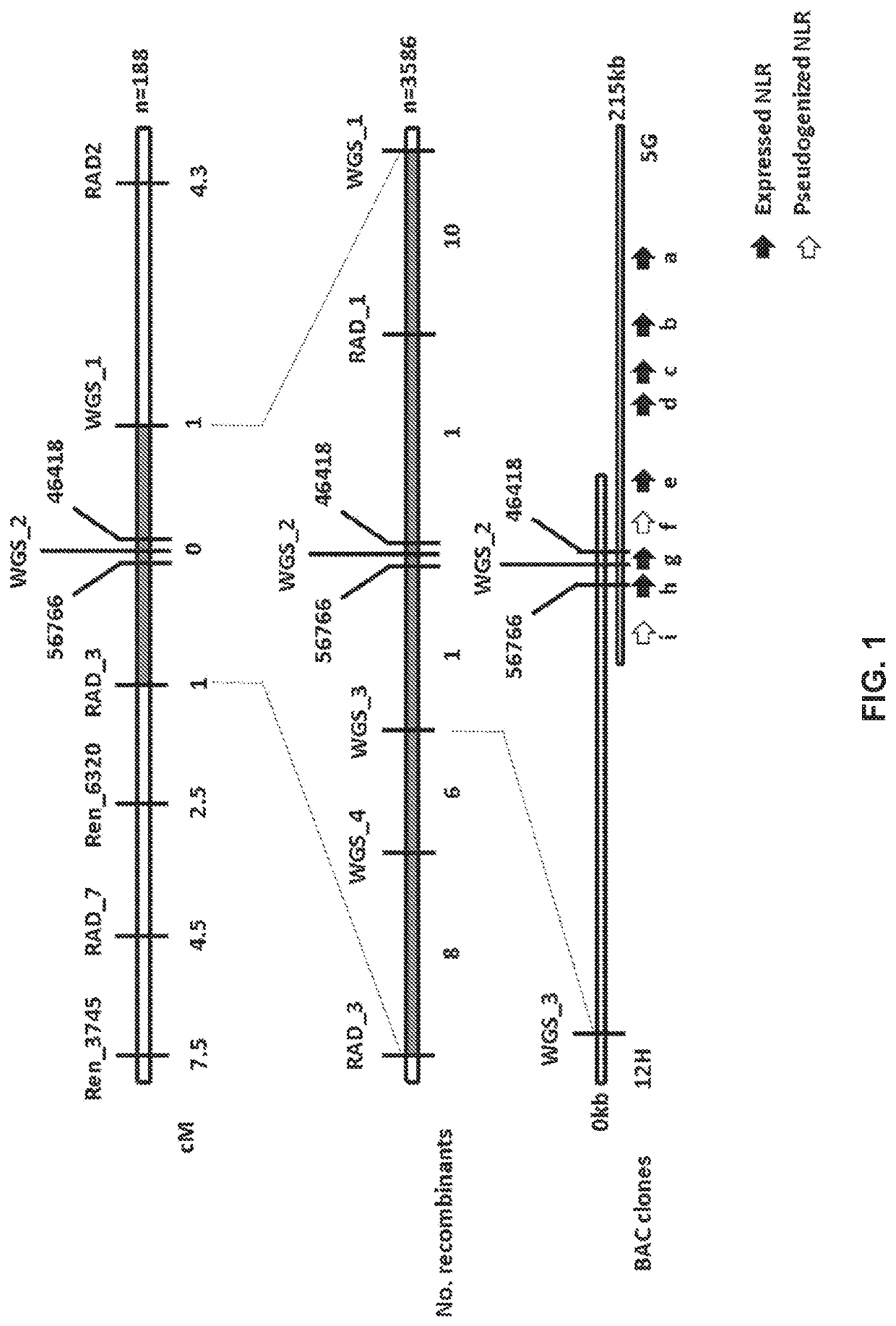 Late blight resistance genes and methods of use