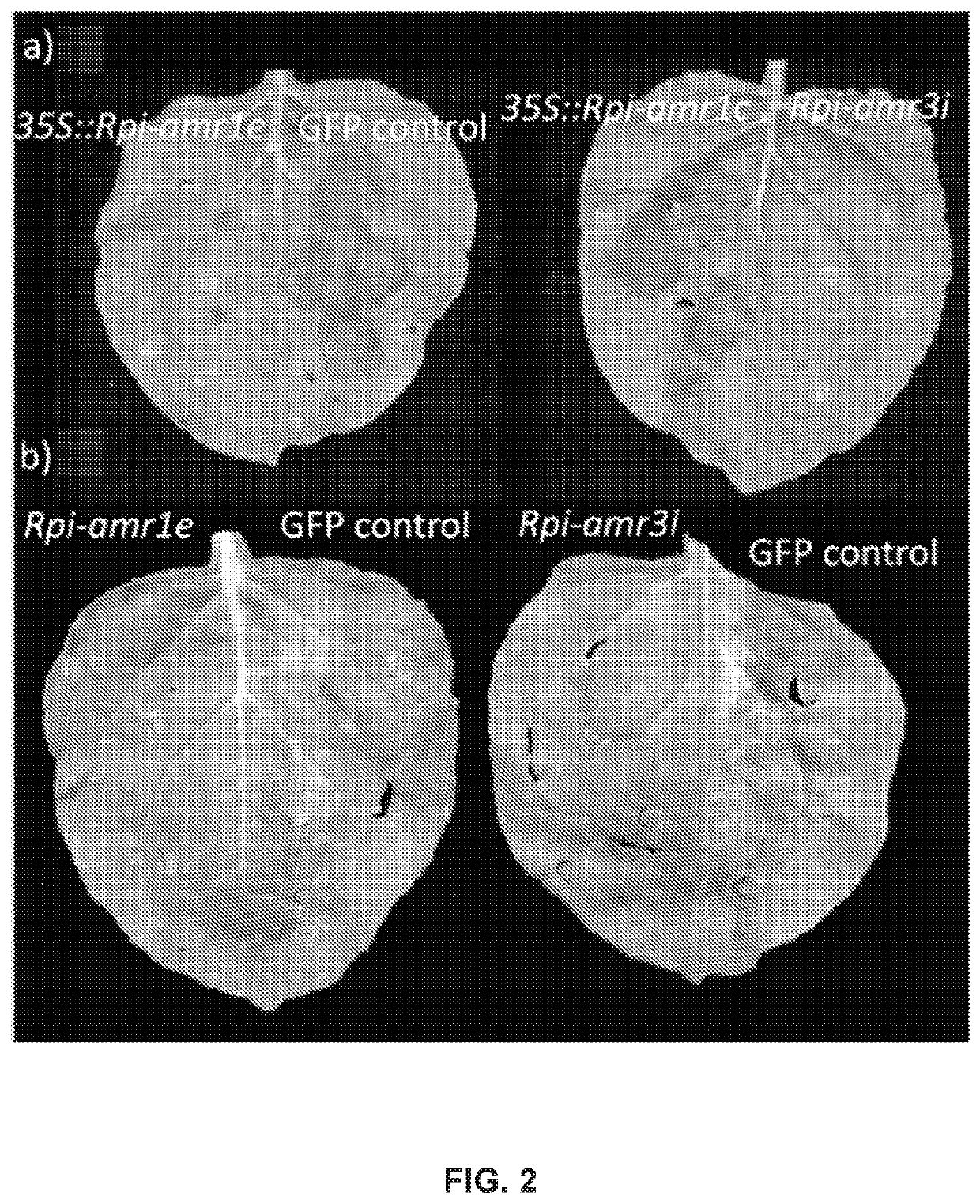 Late blight resistance genes and methods of use