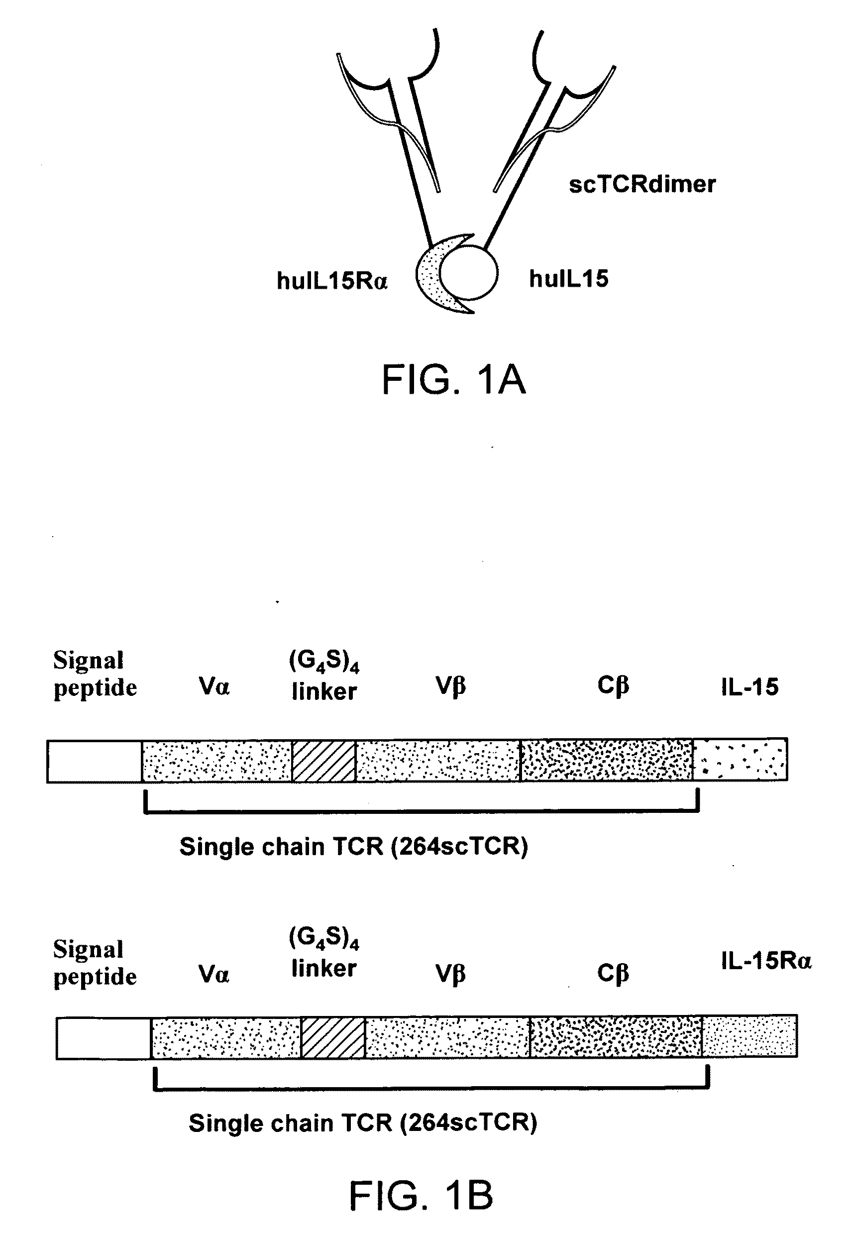 Fusion molecules and IL-15 variants