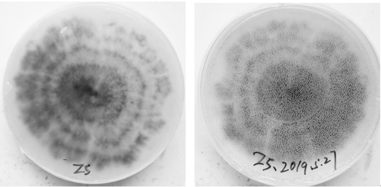 An endophytic fungus that can promote casuarina phosphorus uptake under low phosphorus environment