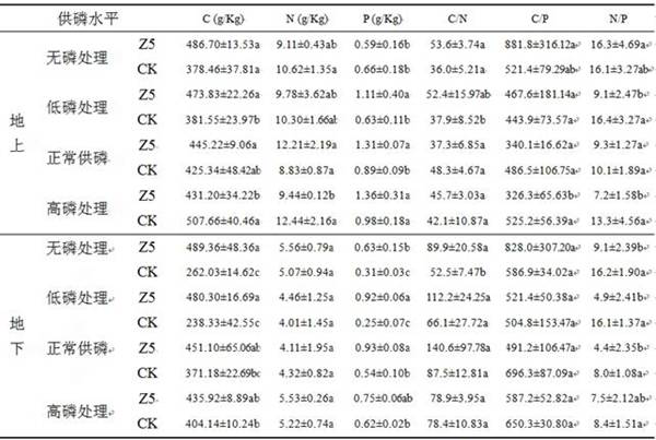 An endophytic fungus that can promote casuarina phosphorus uptake under low phosphorus environment