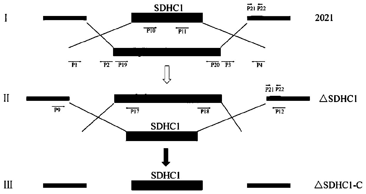 Application of SDHC subunit genetically differentiated by fusarium as drug target resource in drug research and development