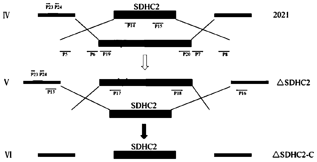 Application of SDHC subunit genetically differentiated by fusarium as drug target resource in drug research and development