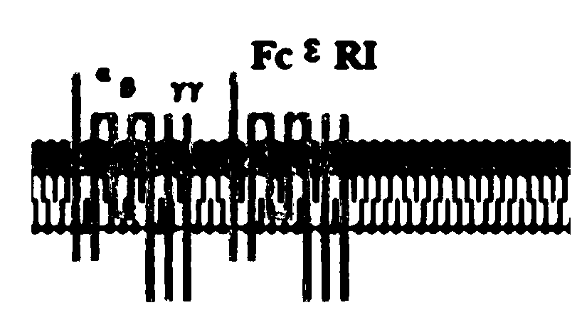 Anti-sFc [epsilon] RI [alpha] monoclonal antibody and application thereof