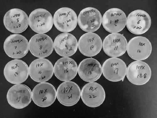 Separation method of soil microorganisms capable of inhibiting wheat ear rot pathogenic microorganisms