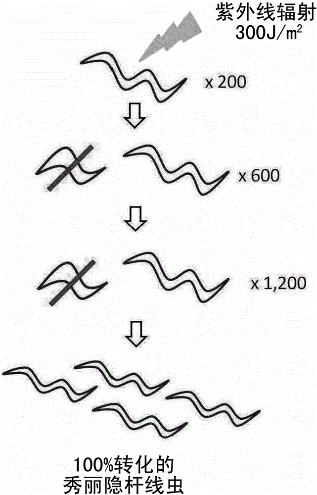 Transformed caenorhabditis elegans and method for screening for substances regulating glucose metabolism using same