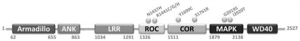 Human-derived LRRK2 protein small-molecule inhibitor and application thereof