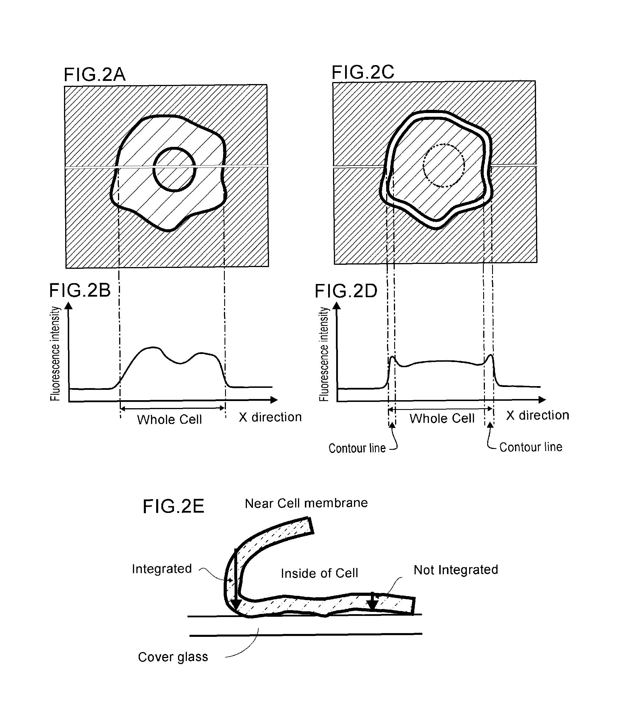 Apparatus, a method and software for analyzing a cell image